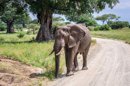 在坦桑尼亚的塔兰吉雷公园，泥泞大象