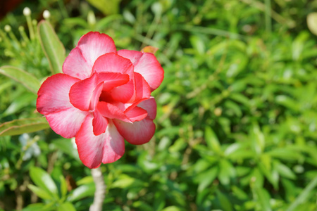 美丽的粉红色花