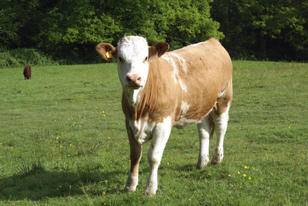小母牛在农田