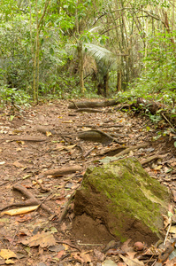 石头与苔藓上的森林小径, 查莱姆拉塔纳科辛国家公园