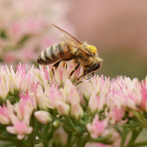 蜜蜂在粉红色的花上