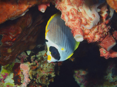 珊瑚鱼，巴厘岛，佩母德兰