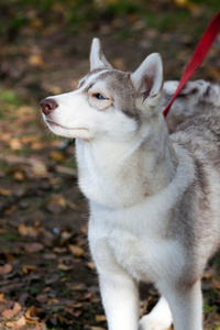 西伯利亚哈士奇猎犬