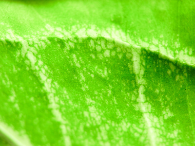 绿色的叶子纹理背景的细节