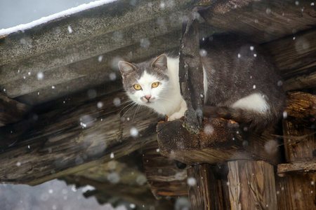 在屋顶下藏着的流浪猫图片
