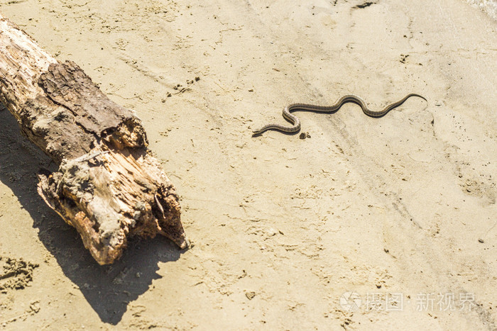 在沙滩上爬行的蛇