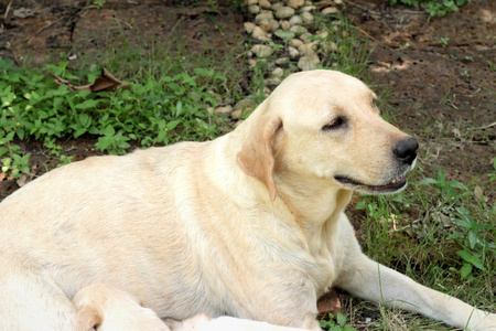 妈妈和拉布拉多幼犬一个月