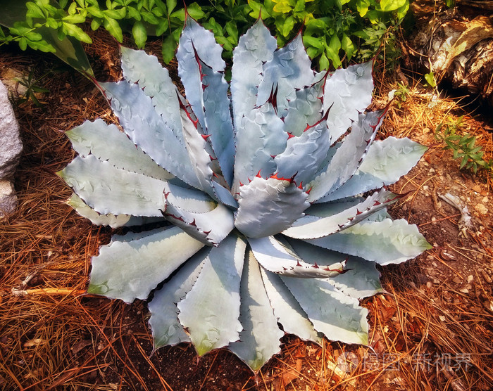 美洲的一种多汁的墨西哥植物遍布世界各地