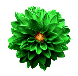 超暗的深铬绿色大丽花宏隔离在白色照片