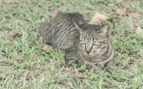 猫在花园里复古过滤效果