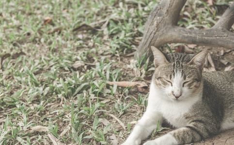 猫在花园里复古过滤效果