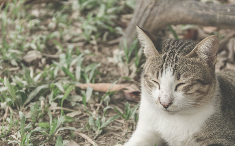 猫在花园里复古过滤效果