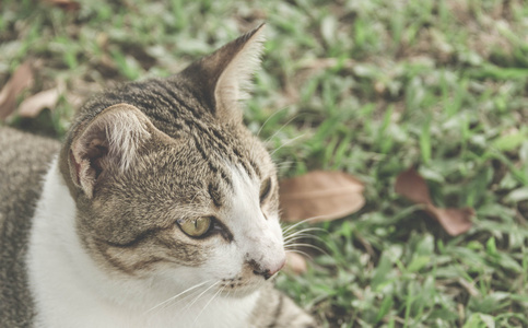 猫在花园里复古过滤效果