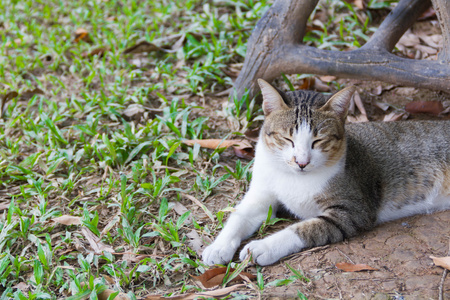 猫在花园里放松