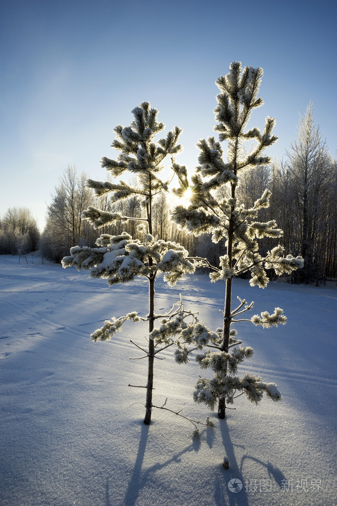 冬季公园里的两棵小松树