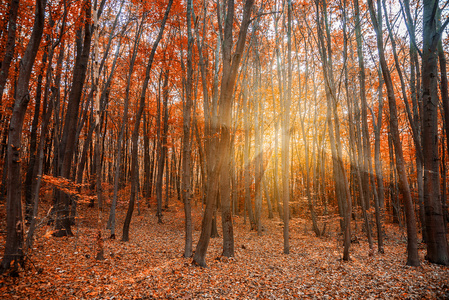 日落时森林里的秋天