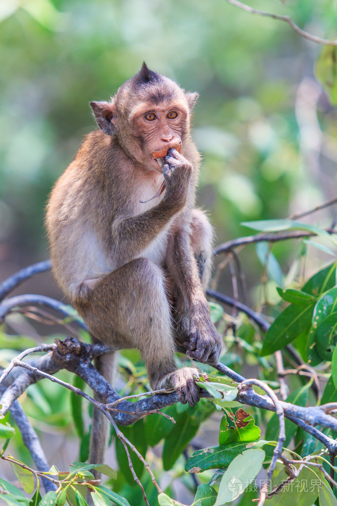 可爱的猴子坐在树上
