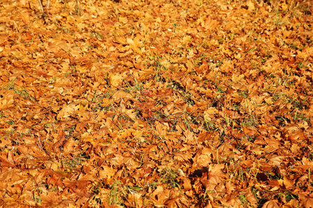 秋黄色树叶背景