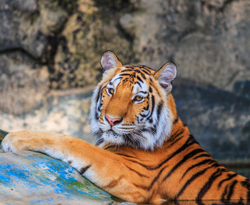 美丽在动物园中的老虎