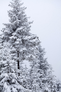 雪覆盖在山上的松树