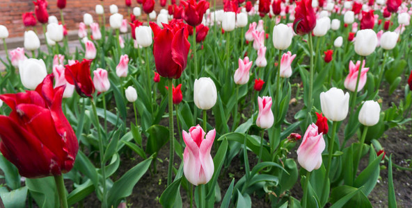 五颜六色的郁金香花四季花园