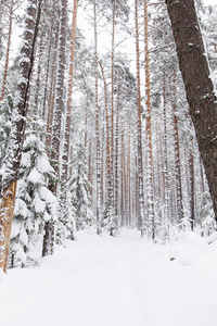 俄罗斯冬季森林雪路