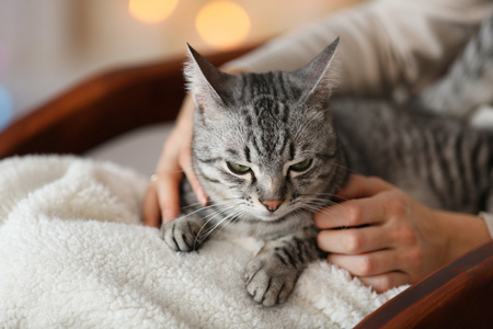 在明亮的背景上只漂亮的猫