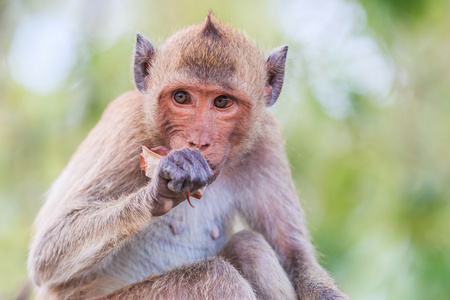 猴子吃螃蟹照片