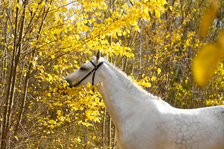 马在秋天的公园