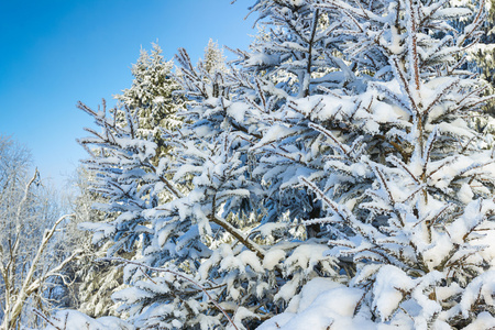 俄罗斯的冬天雪林