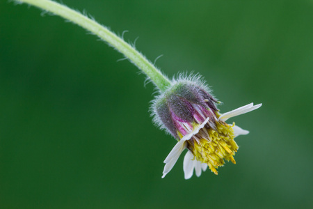 特写杂草花