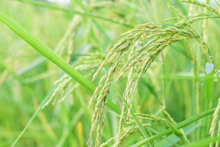 生长种植水稻的稻田