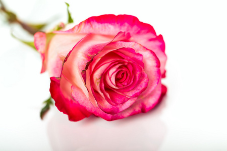 新鲜的粉红玫瑰，白的