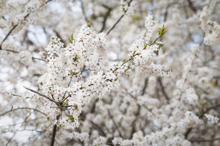 樱花树