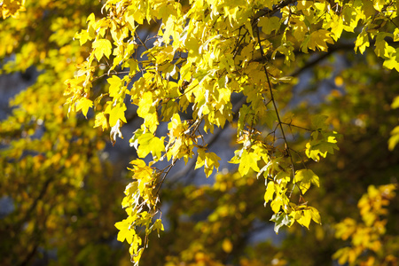 叶子发黄的树枝