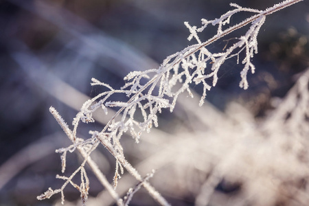 诗意的冬天冰冻的植物与雪水晶