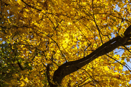 叶子发黄的树枝