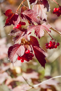 redviburnum 浆果的分支