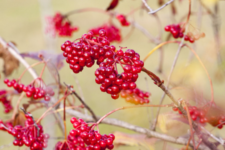 redviburnum 浆果的分支