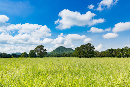 绿色的田野 天空和山背景清晰