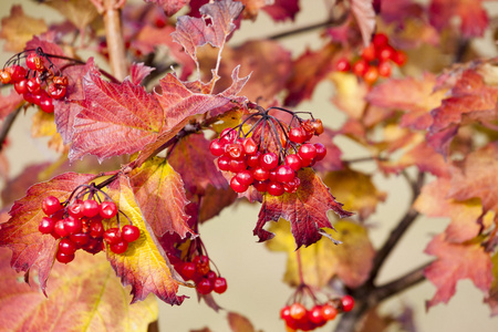 redviburnum 浆果的分支