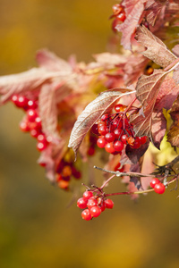 redviburnum 浆果的分支