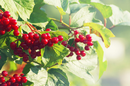 关闭的红色浆果的琼花一束.荚蒾灌木,在阳光明媚的一天照片