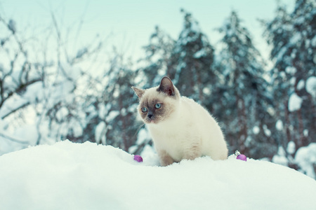 暹罗猫在雪地上