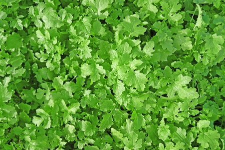 白芥末种植园的特写照片