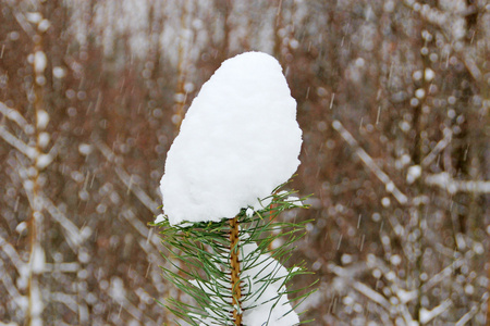 雪顶