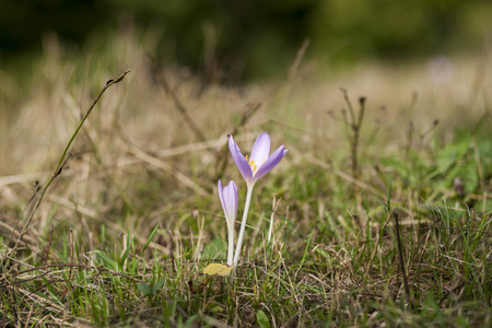 花番红花在秋日的田野