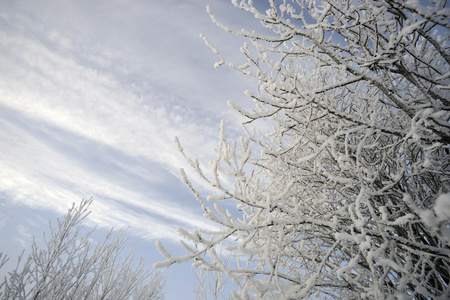在风景如画的天空背景下, 树枝上覆盖着霜