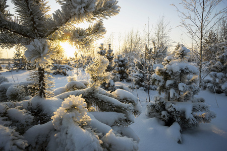 日落时在雪中的松树分枝