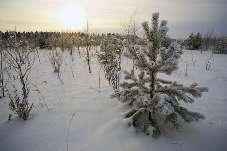 日落时在雪和霜中的松树
